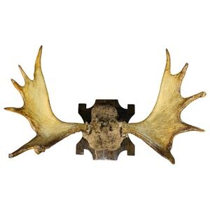 Naturally Shed Wild Moose Antler (Horn, Knife, Carving, Chew, Taxidermy) Full